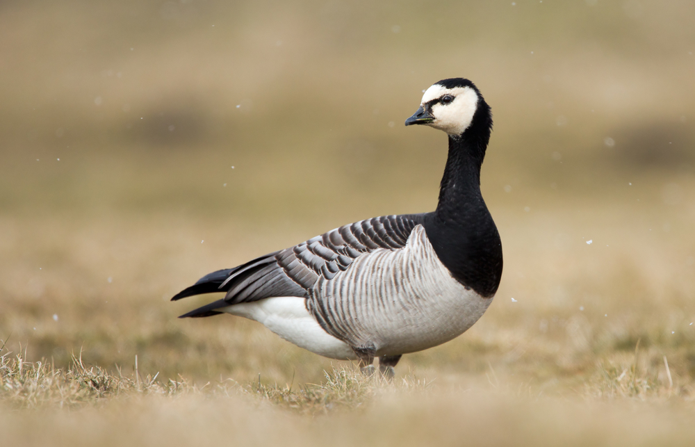 Snow Goose