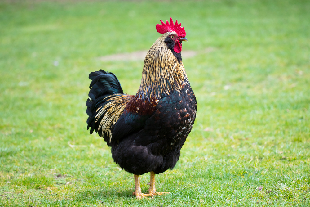 Brahma chicken