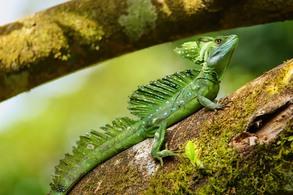 Emerald Tree Monitor