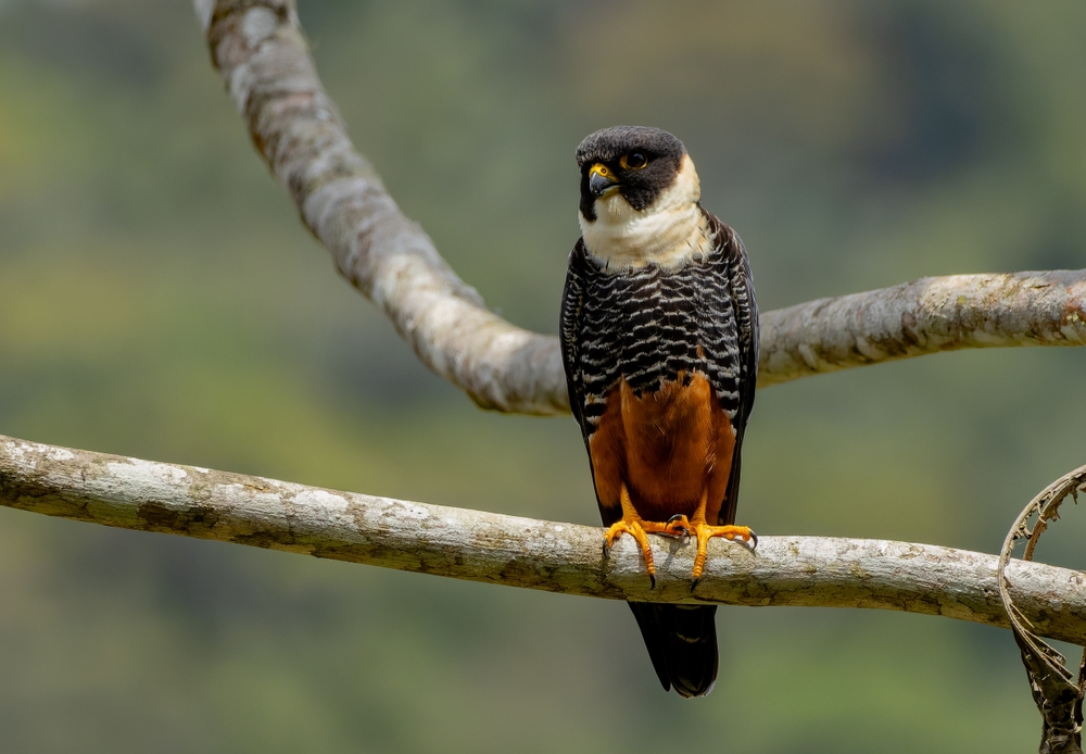 Gyrfalcon