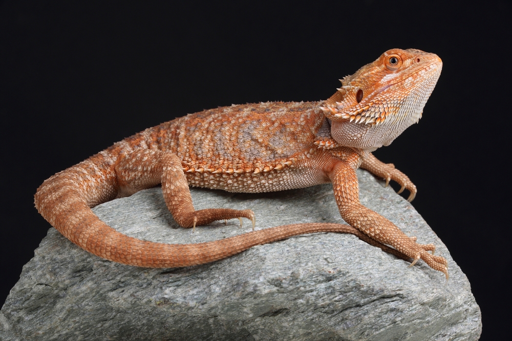 Emerald Tree Monitor
