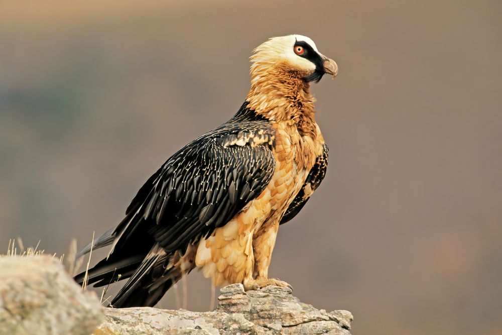 Himalayan Vulture