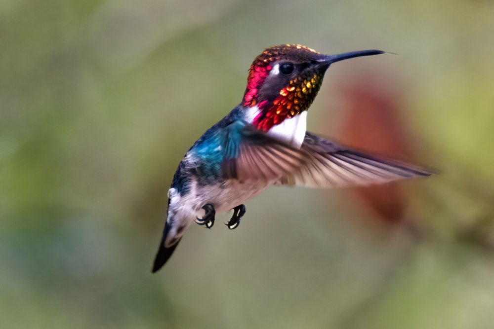 Magnificent Hummingbird