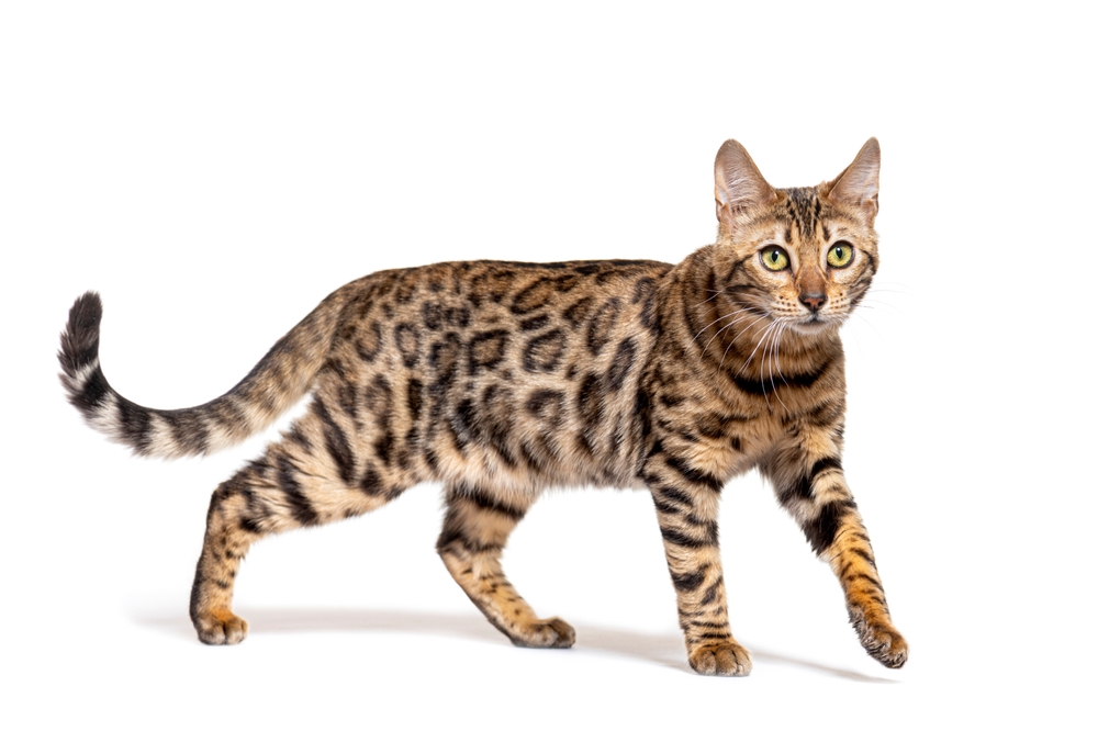 Japanese Bobtail