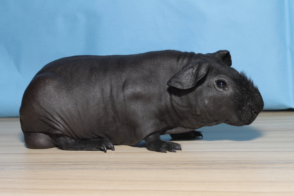 Longhaired Guinea Pig