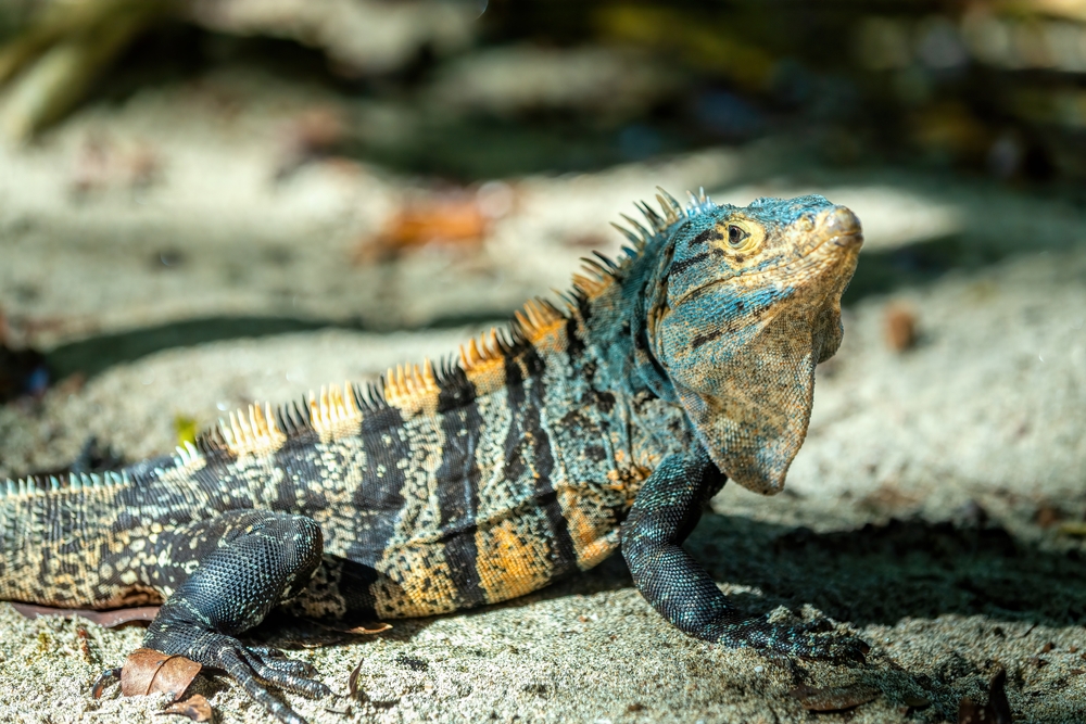 Basilisk Lizard