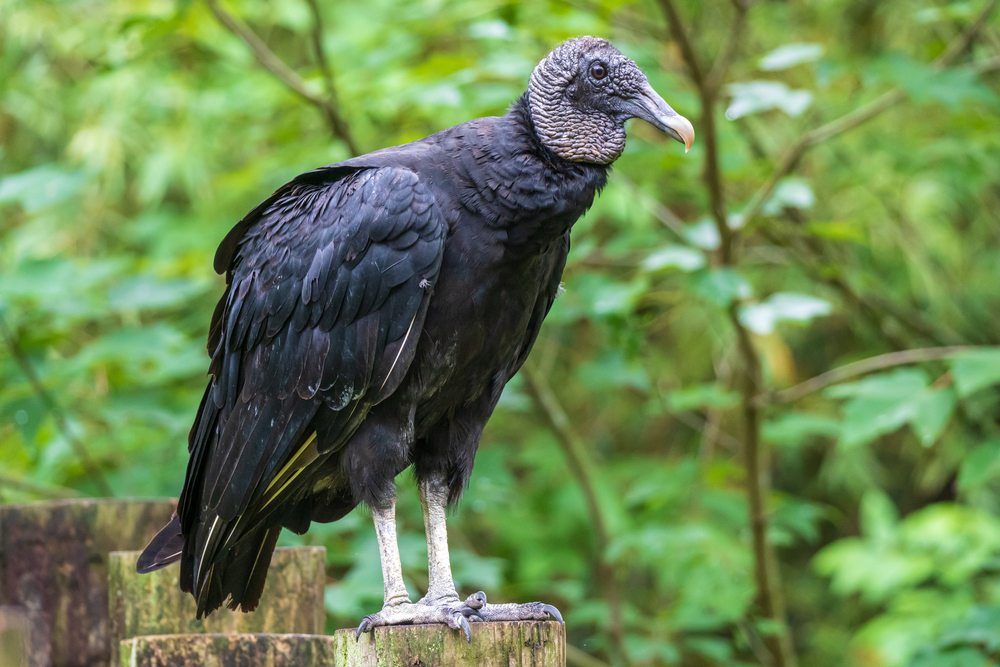 Himalayan Vulture