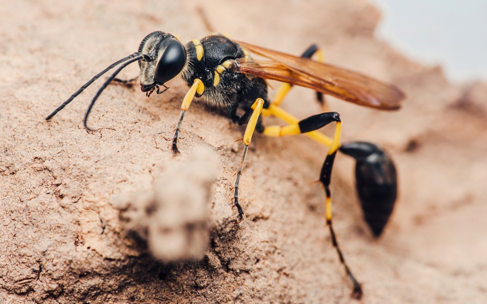 Mud Dauber