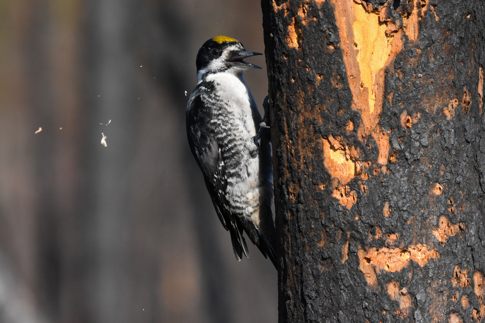 Williamson’s Sapsucker