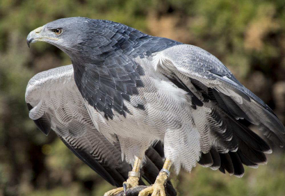 Harpy Eagle