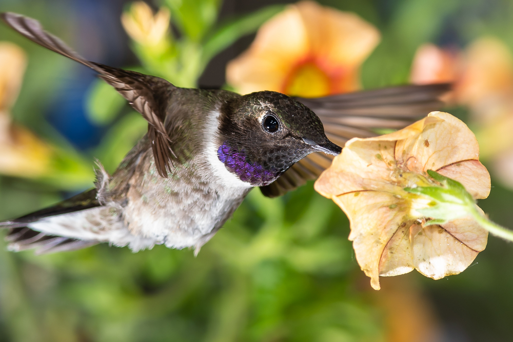 Magnificent Hummingbird