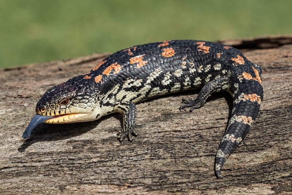 Green Anole