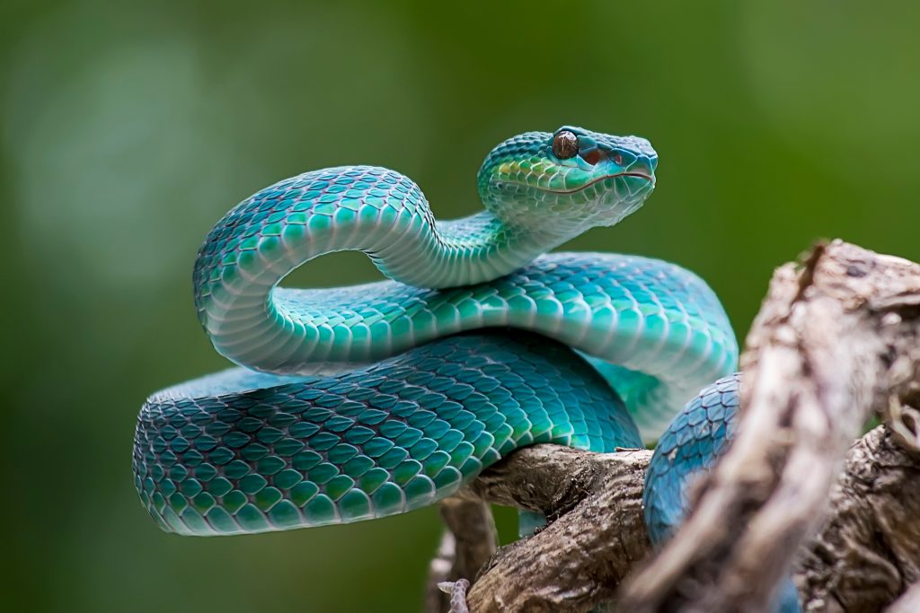Saw-scaled Viper