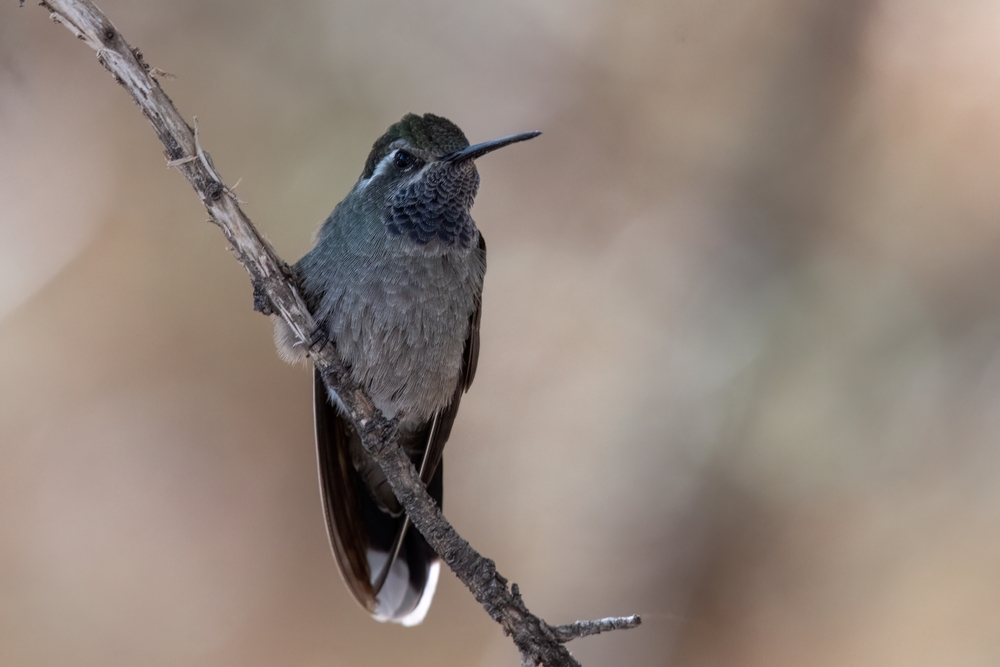 Magnificent Hummingbird