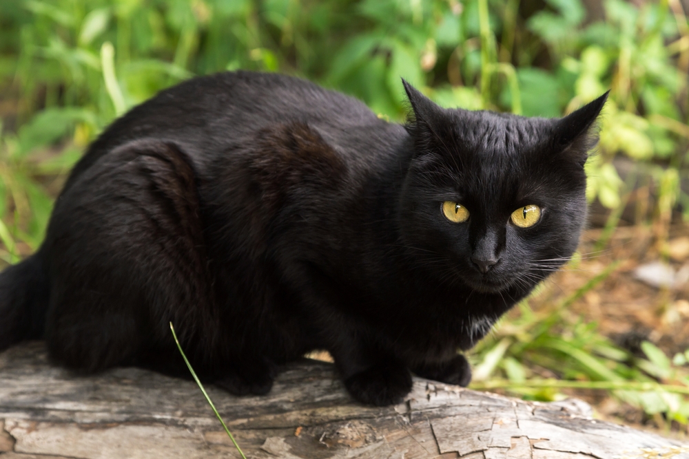 Japanese Bobtail