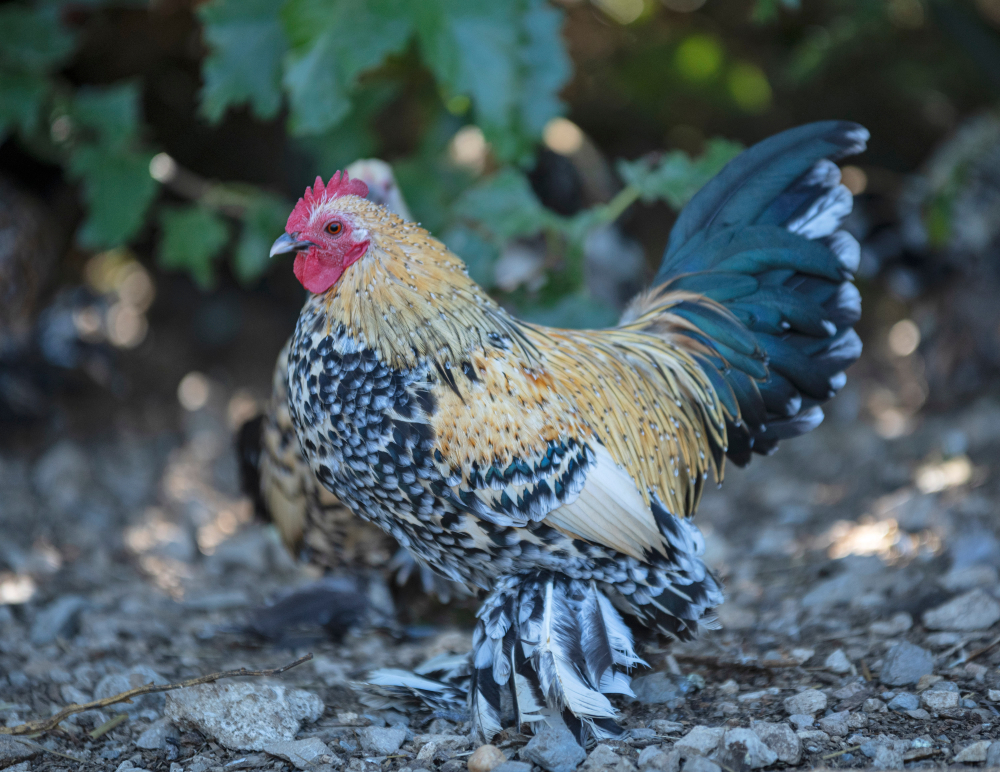 Brahma chicken