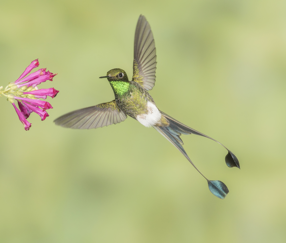 Magnificent Hummingbird