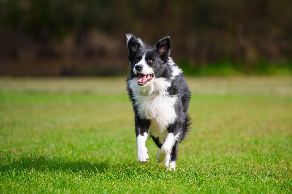 Bull Terrier