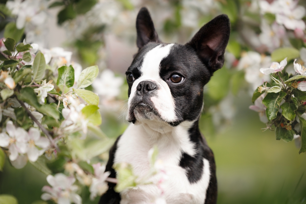 Bull Terrier