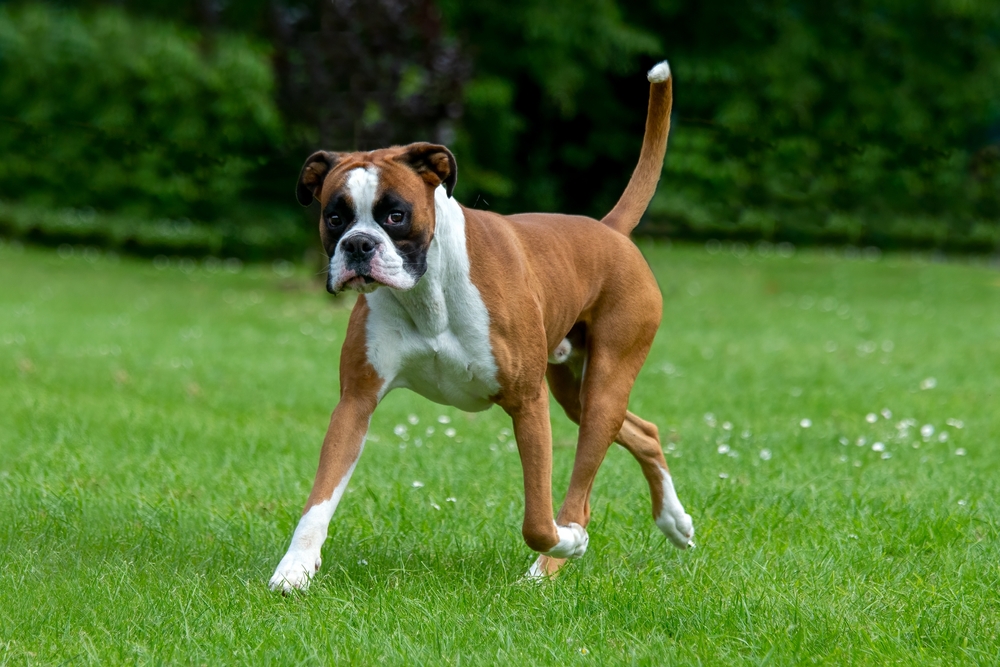 Bull Terrier