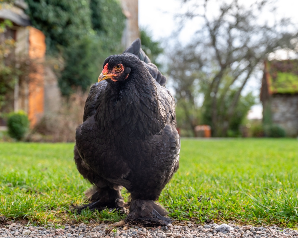 Plymouth Rock chicken