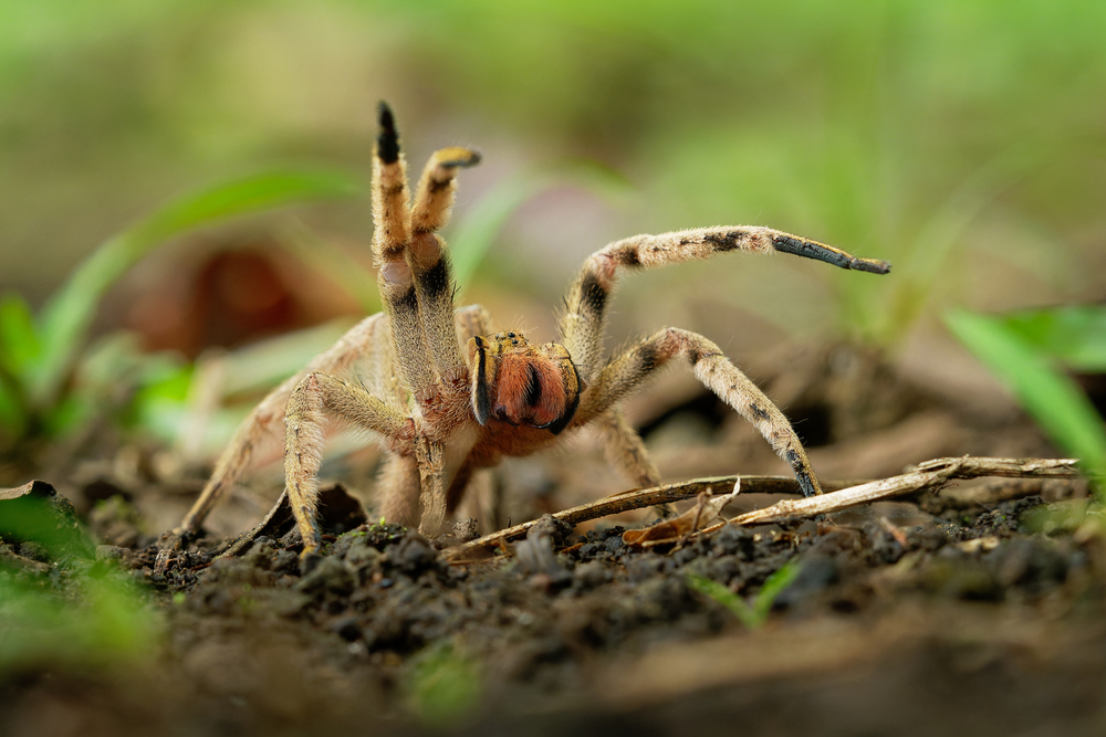 Huntsman Spider