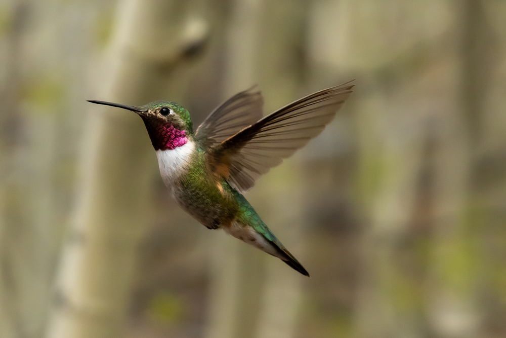 Magnificent Hummingbird
