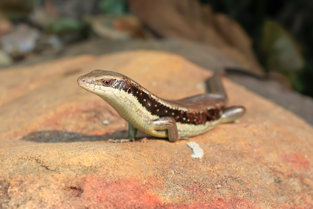 Crocodile Skink