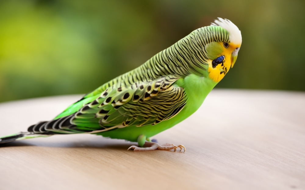Dusky Headed Parakeet