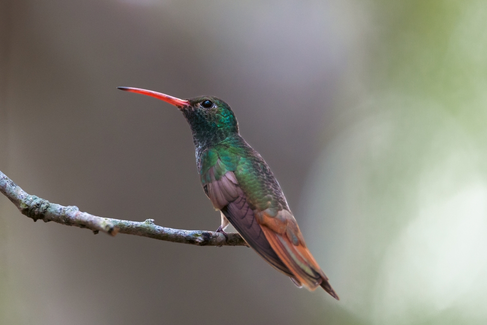 Magnificent Hummingbird