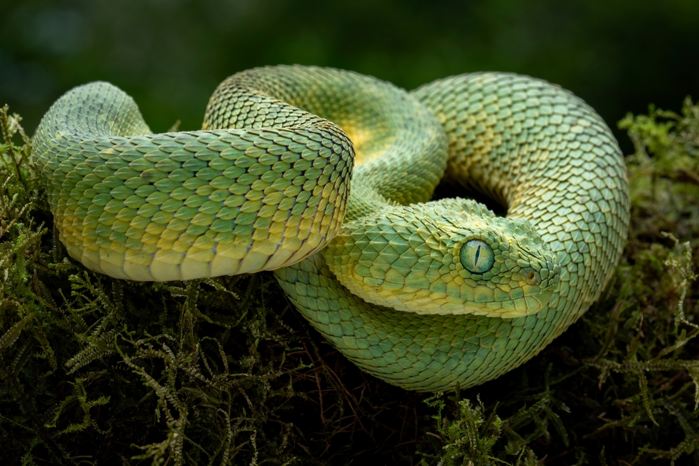 Saw-scaled Viper