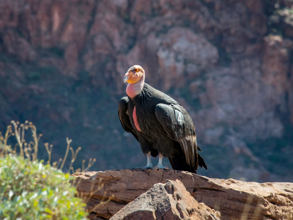 Lappat-Faced Vulture