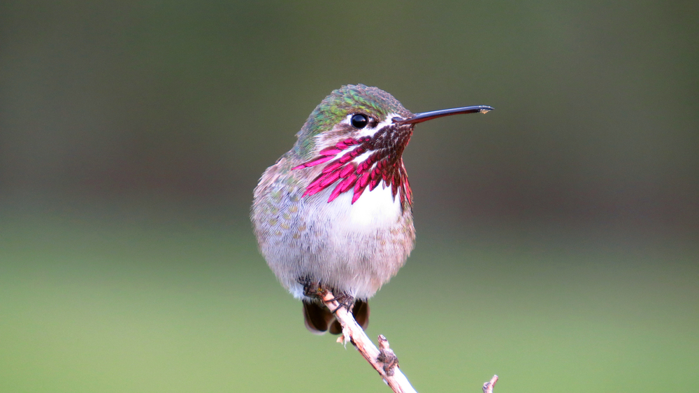 Magnificent Hummingbird