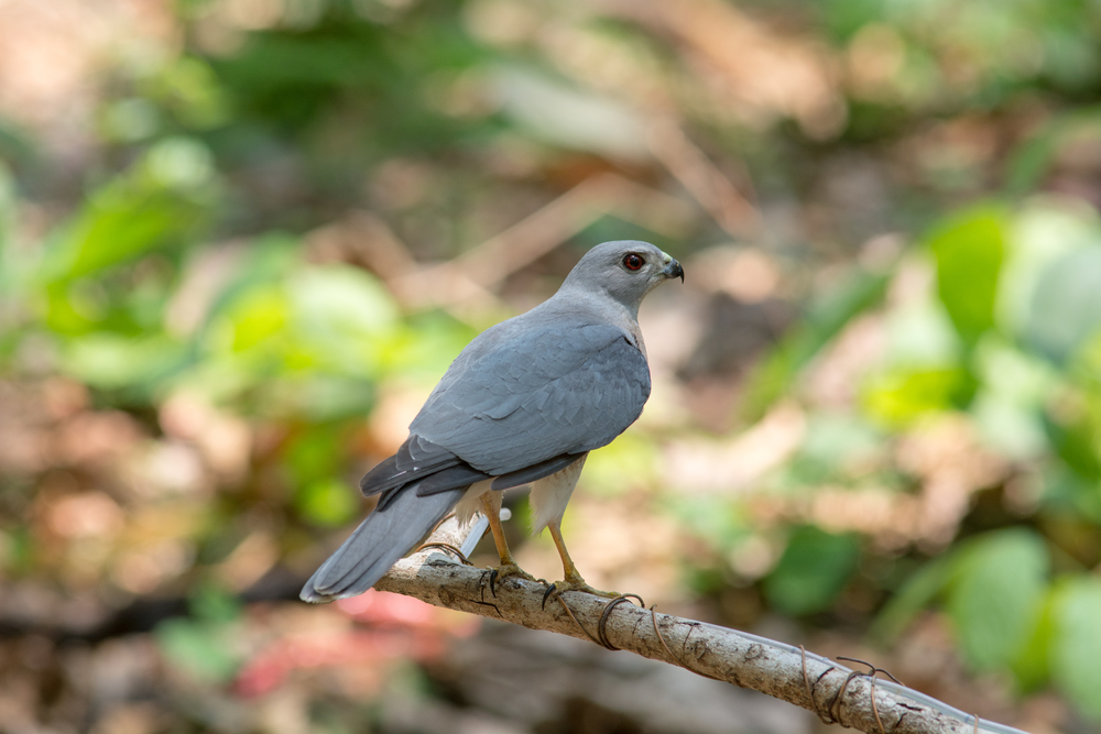 Japanese Sparrowhawk