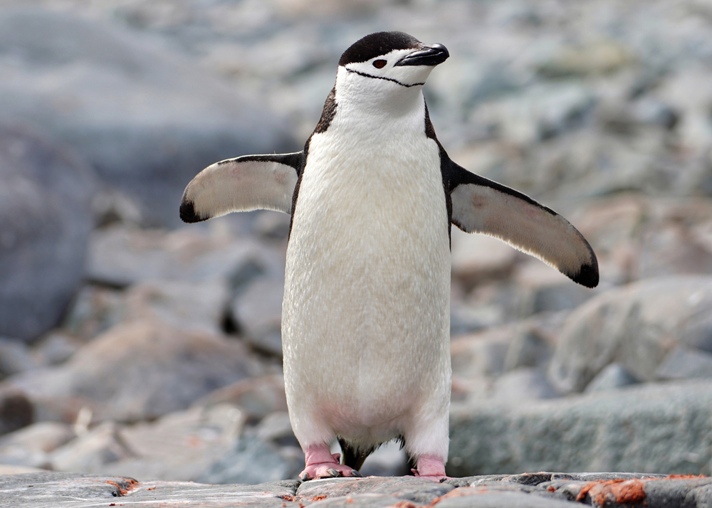 King Penguin