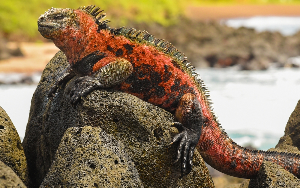 Emerald Tree Monitor