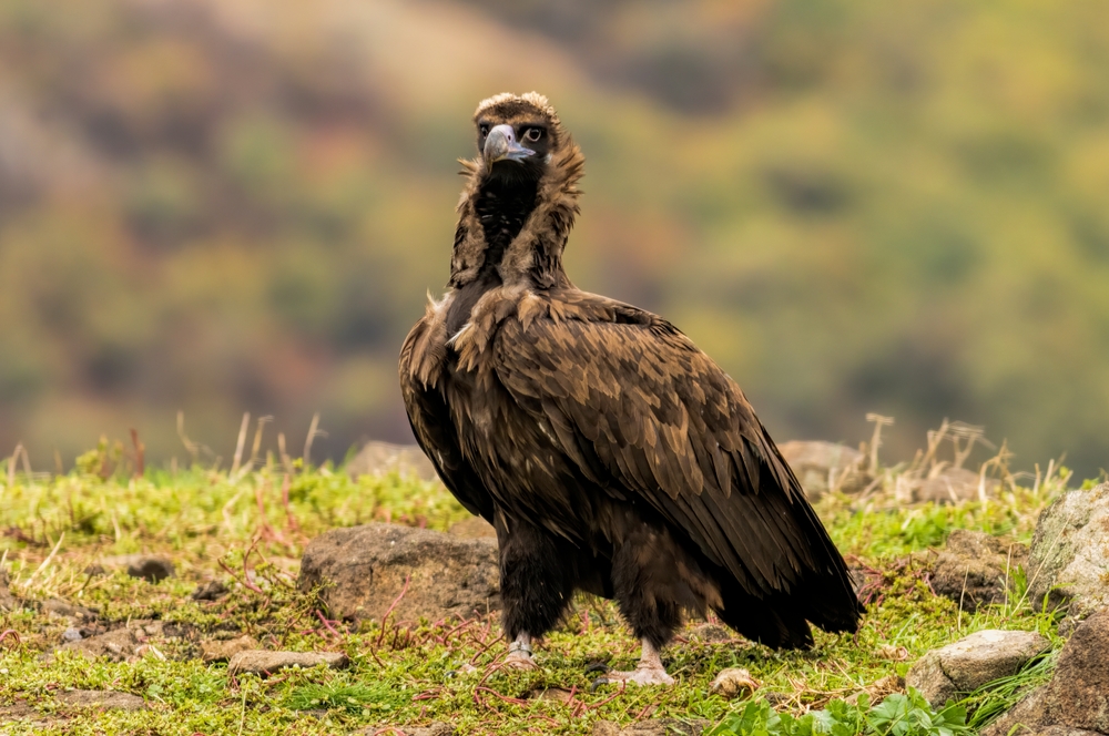 Lappat-Faced Vulture