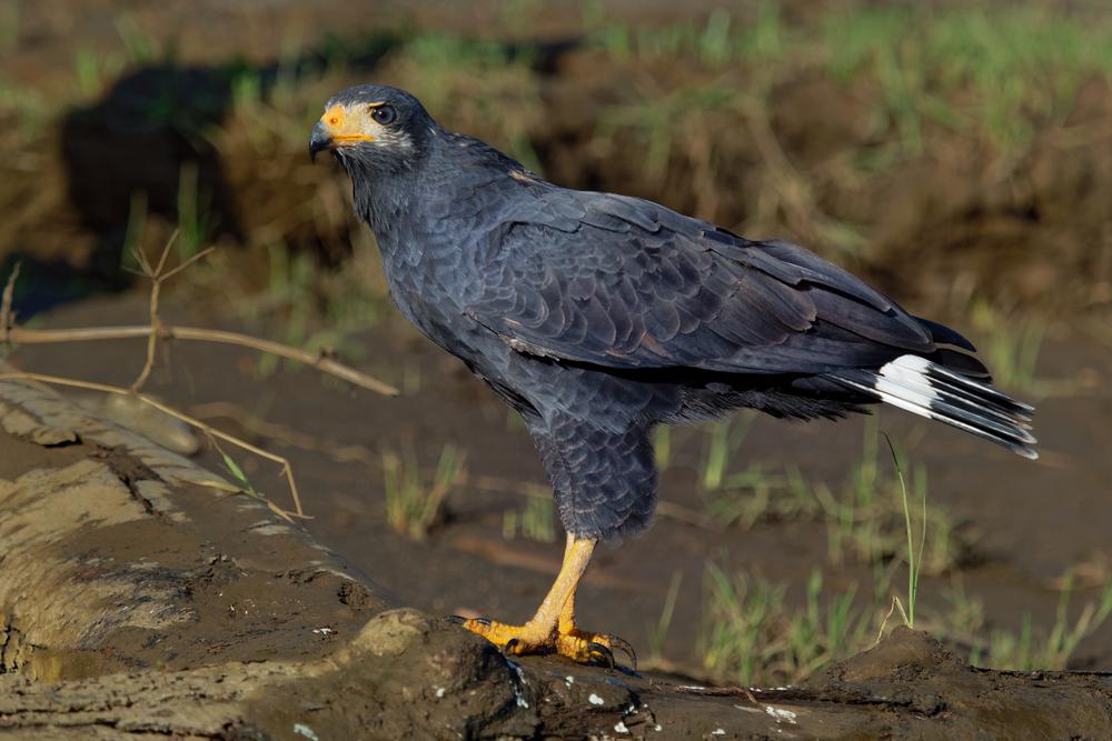 Northern Goshawk