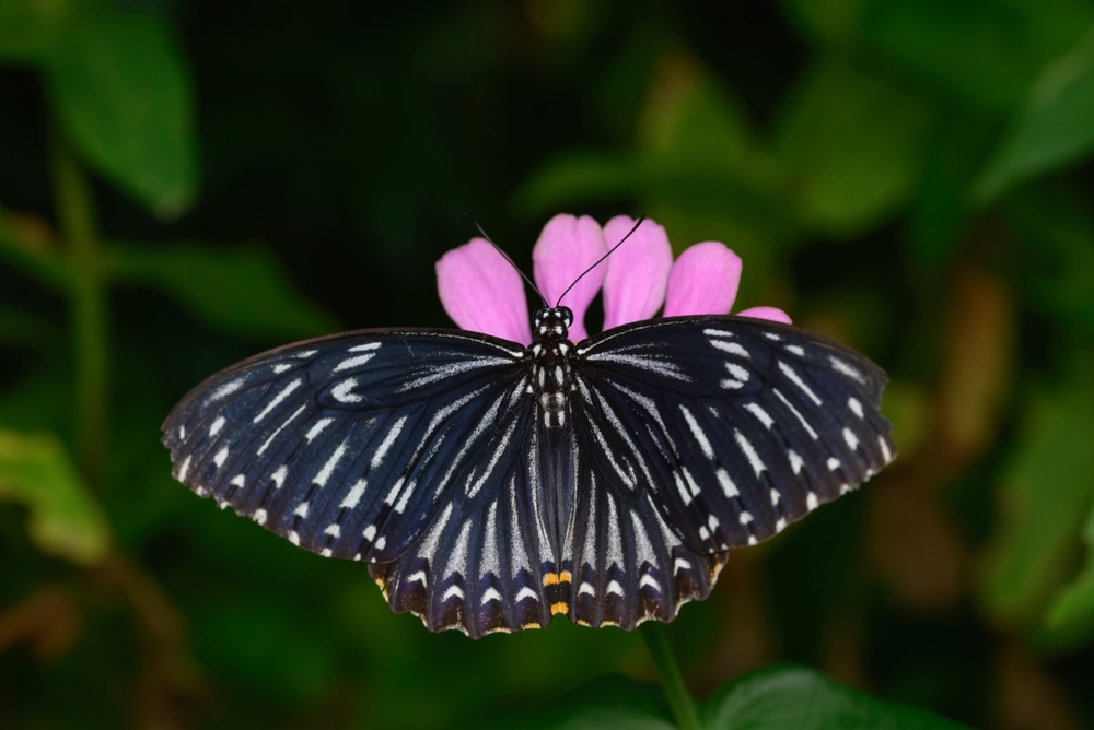 Ulysses Swallowtail
