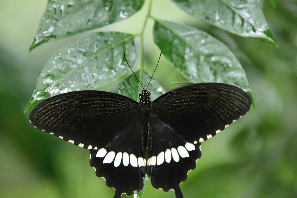 Ulysses Swallowtail