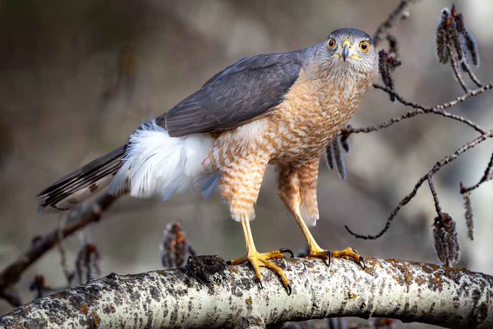 Northern Goshawk