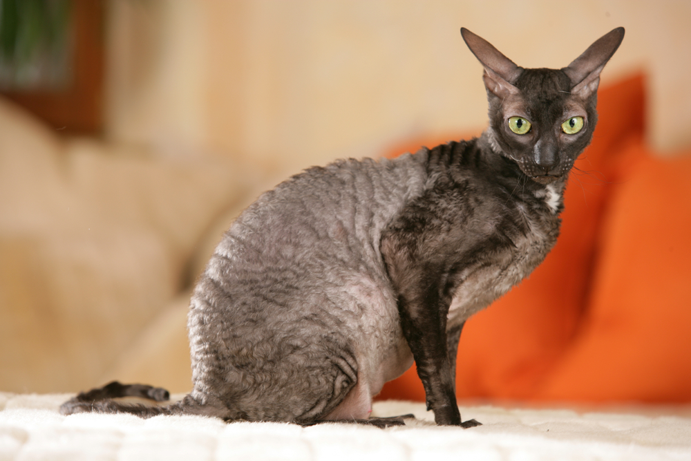 Japanese Bobtail