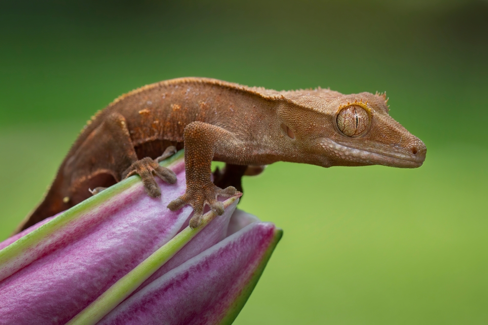 Basilisk Lizard