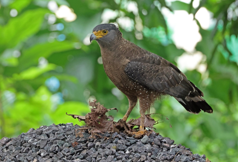 Harpy Eagle