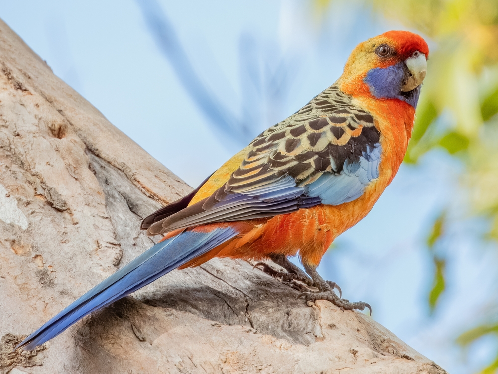 Dusky Headed Parakeet