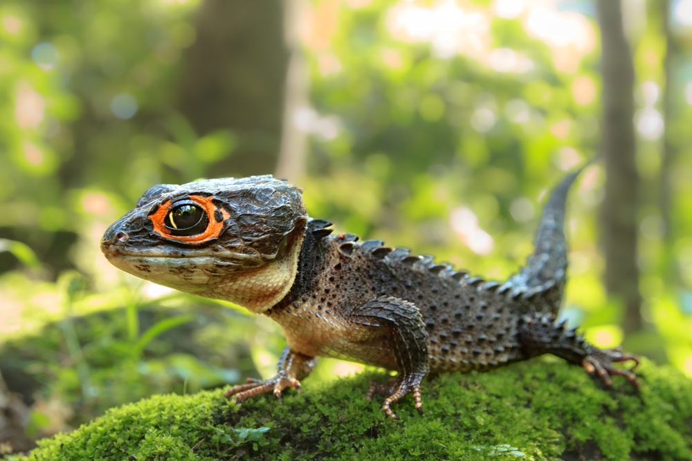 Green Anole