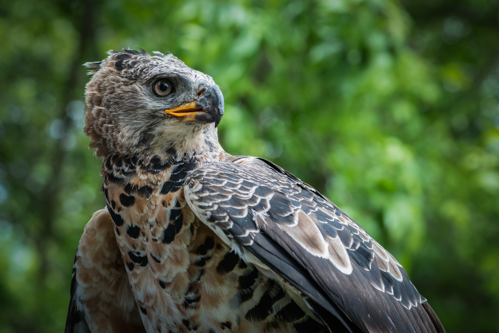 Harpy Eagle