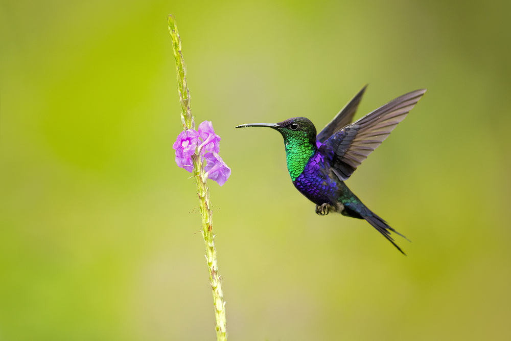 Magnificent Hummingbird