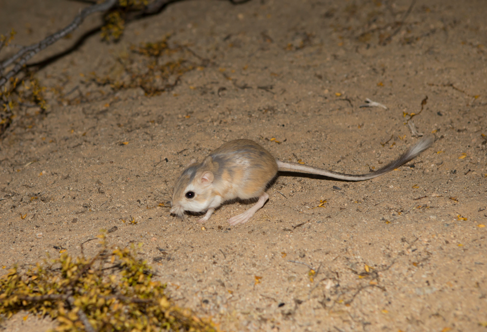 Mongolian Gerbil