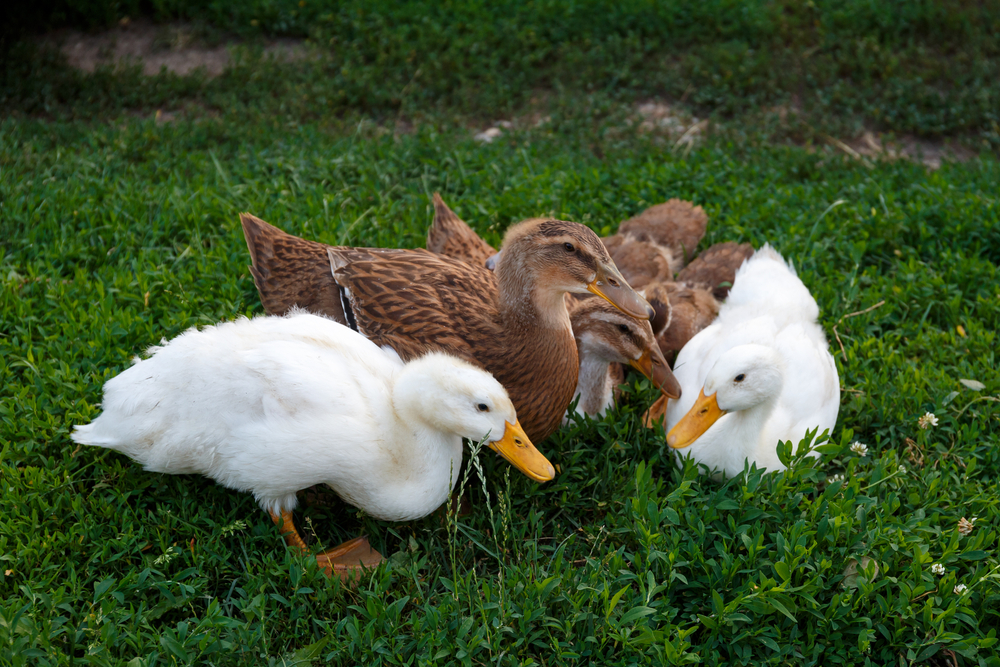 Marbled Duck